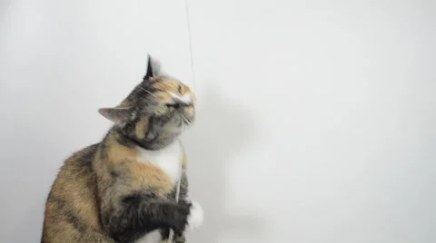 Cat batting at a string Stock Footage 46179938