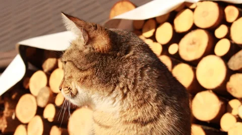 Cat be at rest Stock Footage 34967109