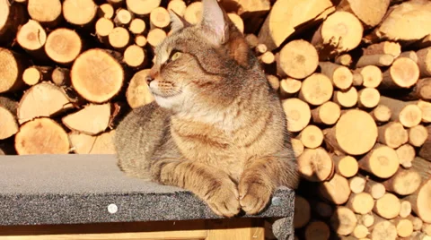 Cat be at rest Stock Footage 34969048