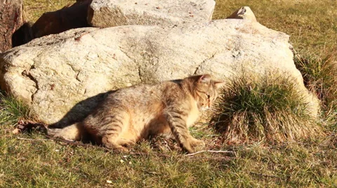Cat be at rest Stock Footage 34979386