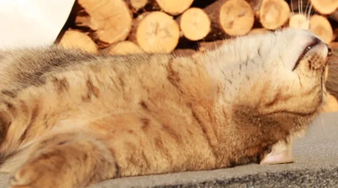 Cat be at rest on pallets Vídeo Stock 34952103