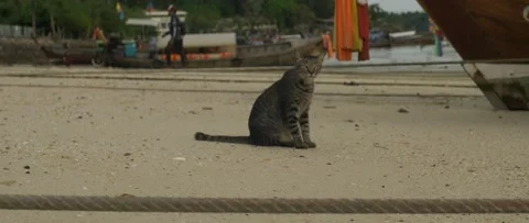 Cat On The Beach, boats On The Background Stock Footage 232865798