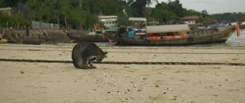 Cat On The Beach, boats On The Background Video stock 232865920