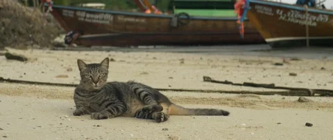 Cat On The Beach, boats On The Background Video stock 232866016