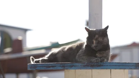 Cat on the beach Stock Footage 128453960