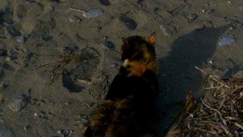 CAT ON A BEACH Stock Footage 306621634