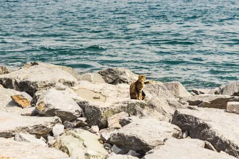 Cat on the beach Stock Photos