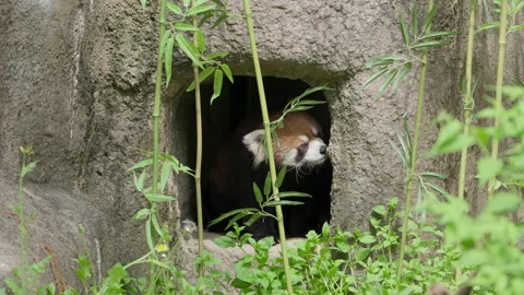 Cat Bear, Red Panda Comes Out From Rock Cave Hole. Static Shot Stock Footage 276723996
