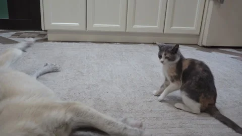 The cat beats the dog Vidéo 288799844