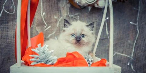Cat on a beautiful background 005 Stock Photos