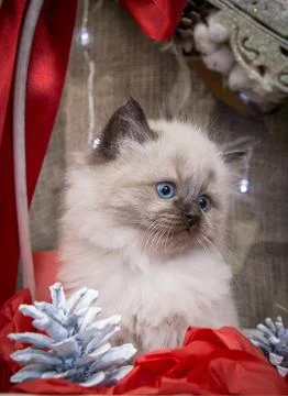 Cat on a beautiful background 007 Stock Photos