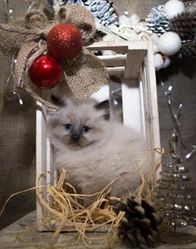 Cat on a beautiful background 016 Stock Photos