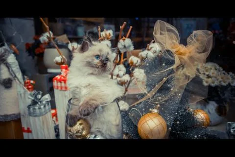 Cat on a beautiful background 022 Stock Photos