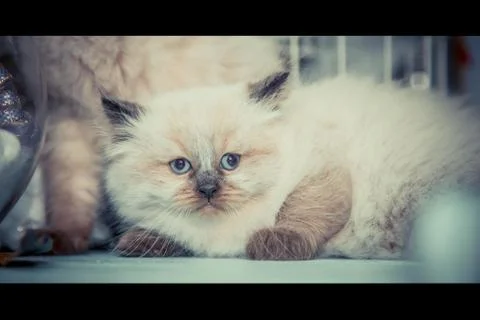 Cat on a beautiful background 027 Stock Photos