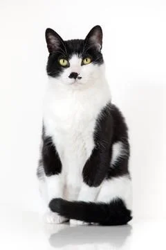 Cat Beautiful Posing Stock Photos