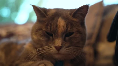 Cat Becomes Sleepy Video stock 140702006