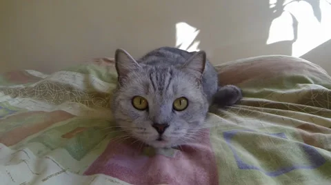 Cat on the bed Stock-Footage 37566893