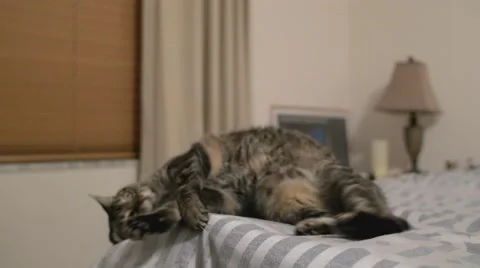 Cat on Bed 스톡 동영상 47124257