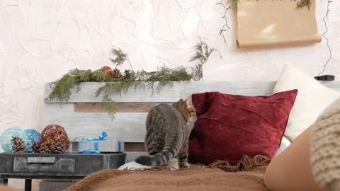 Cat on the bed Stock Footage 99001288