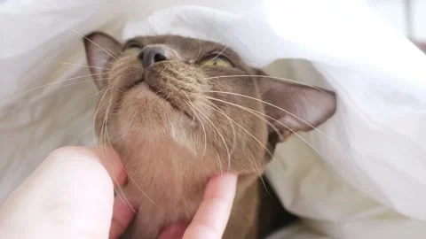 Cat in bed. funny chocolate cute kitten lies under a white blanket.Close-up cat Stock Footage 198550809