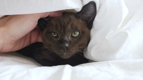 Cat in bed. funny chocolate cute kitten lies under a white blanket.Close-up cat Stock Footage 202056090