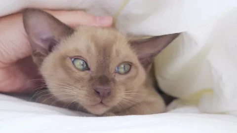 Cat in bed. funny chocolate cute kitten lies under a white blanket.Close-up cat Stock Footage 206064039
