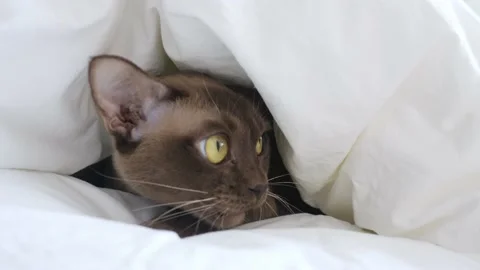 Cat in bed. funny chocolate cute kitten lies under a white blanket.Close-up cat Stock Footage 210242584