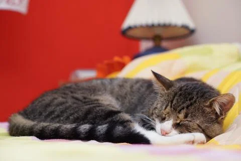 Cat on the bed isolated with blurred background Foto stock