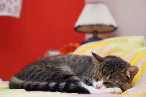 Cat on the bed isolated with blurred background Stock Photos