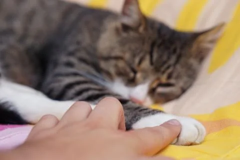 Cat on the bed isolated with blurred background Stock Photos