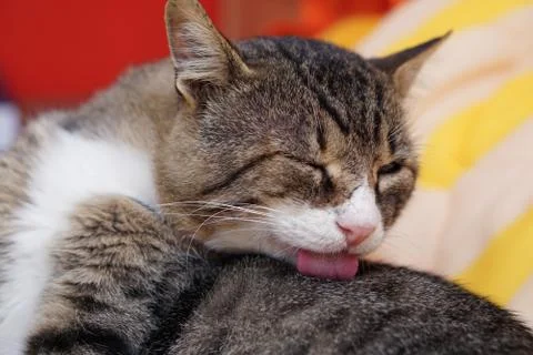 Cat on the bed isolated with blurred background Stock Photos