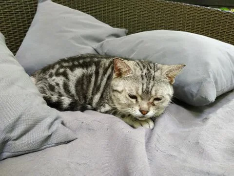 A cat in bed looking cute Stock Photos