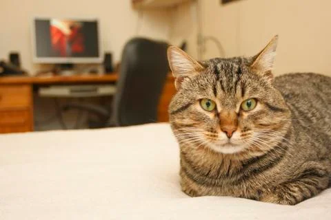 Cat in the bed Stock-Fotos