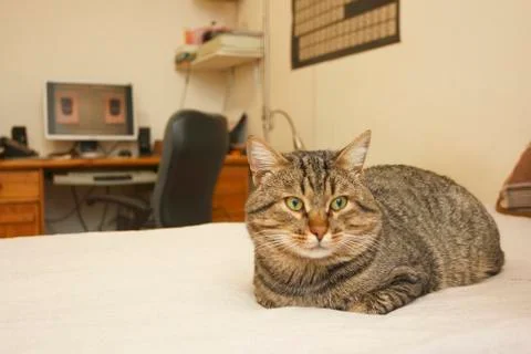 Cat on the bed Stock Photos