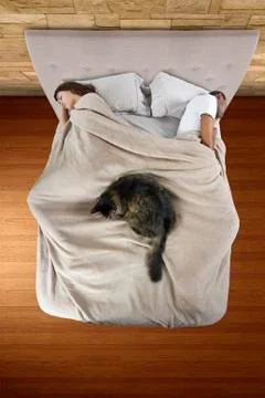 Cat on a Bed Stock Photos