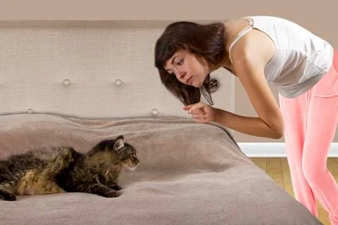 Cat on a Bed Stock Photos