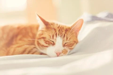 Cat on bed 스톡 사진