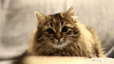 Cat on the bed 스톡 사진