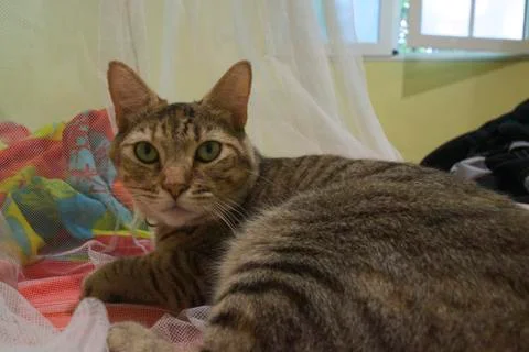 Cat In bed Stock Photos