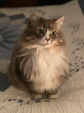 Cat on bed Foto stock