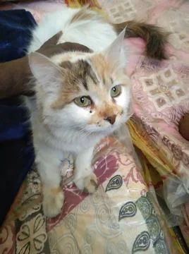 Cat in a  bed Stock Photos