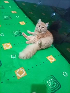Cat on bed 库存照片