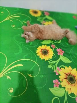 Cat on bed 库存照片