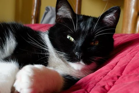 Cat on Bed Stock Photos