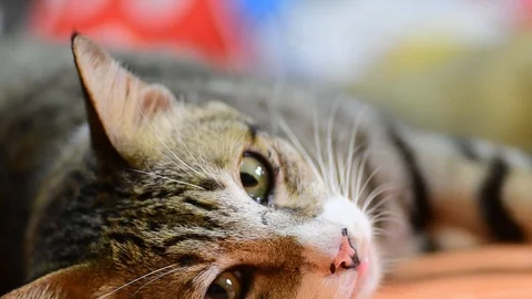Cat on bed room. Stock Footage 114819908