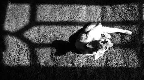 Cat on the bed in the sun shining through the window Stock Photos