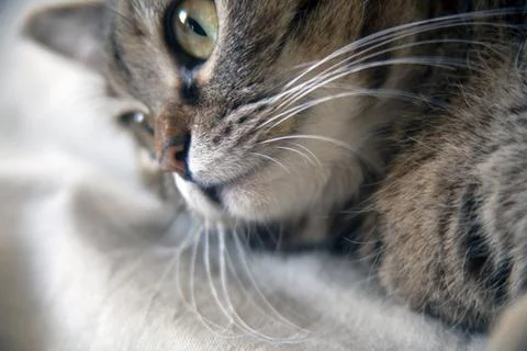 A CAT IN BED IS THINKING ABOUT HER OWN Stock Photos