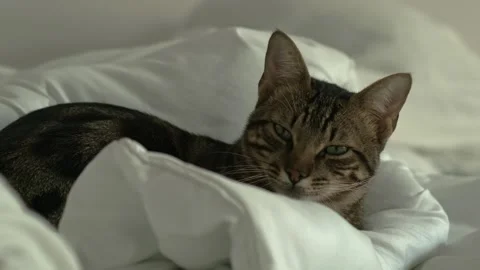 Cat in a bed without sheets Stock Footage 296383337