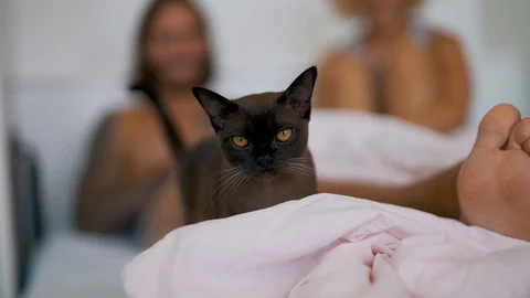 Cat in bed with a young couple Stock Footage 99677577