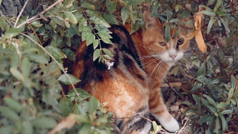 Cat is bedding in forest Stock Footage 139060297